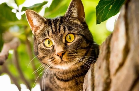 Алмазна мозаїка за номерами 40*50 