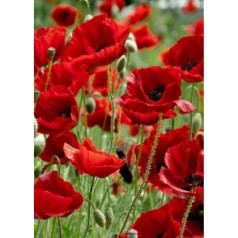 Алмазная мозаика, без подрамника 