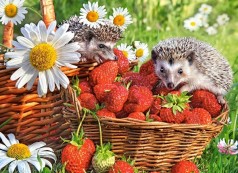 Пазли Castorland 