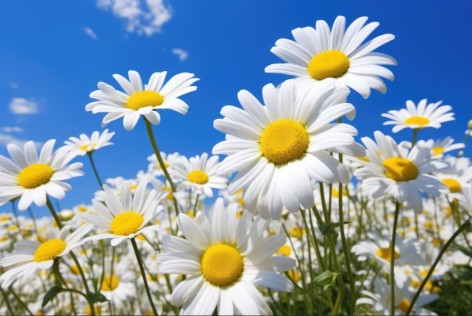 Алмазная мозаика Strateg 