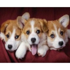 Алмазная мозаика по номерам 30*40 