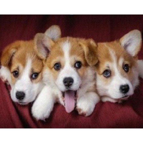 Алмазна мозаїка за номерами 30*40 