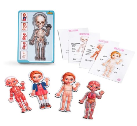 Сортер багатошаровий дерев'яний Анатомія людини Дівчинка Ubee ПСФ025