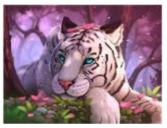 Картина по номерам "Тигр" 40*50см, краски акрилловые, кисть-3шт.(1*30)