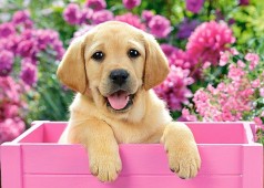 Пазли Castorland 