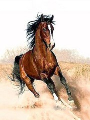 Раск-ка по номер. 40*50см "Лошадь" OPP (холст на раме с краск.кисти)
