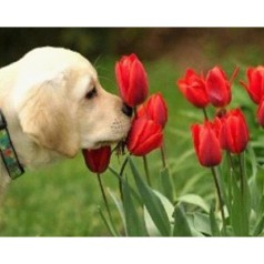 Алмазная мозаика по номерам 30*40 