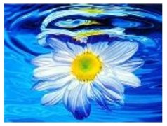 Картина по номерам "Ромашка в воде" 40*50см, краски акрилловые, кисть-3шт.(1*30)